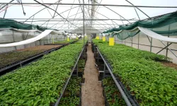 Trabzon’da 25 Bin Sebze Fidesi Çiftçilere Dağıtıldı