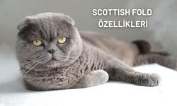 Scottish Fold Kedilerde Evde Bakım: Bilmeniz Gerekenler