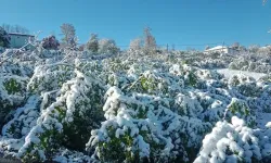 Trabzon İçin Zirai Don Uyarısı Yapıldı