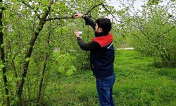 Düzce’de Fındıkta Kokarca İçin Tuzak Kuruldu