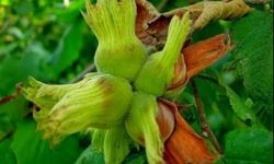 Fındıkta Yeni Sezon İçin Bahçe Hazırlığı Başladı