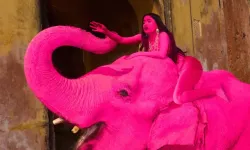 Dünya Ayağa Kalktı Boyalı Fil Tepkisi Soruşturma Başlatıldı