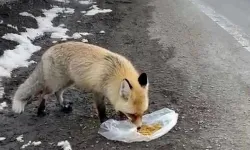 Erzurum’da Tilkiye Yol Kenarında Yiyecek Verdiler