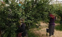 Mersin’de Hasadı Başladı Fiyatlar Düştü