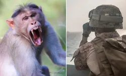 ABD Askerine Taylandda Maymun Saldırısı