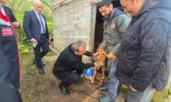 Trabzonda Suni Tohumlama Projesi Sonuç Verdi