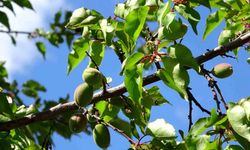 Malatya’da Kayısıda Çağla Dönemi Umut Verdi
