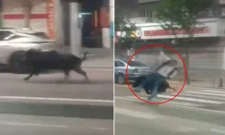 Batman’da  Şehire İnen Yaban Domuzu 3 Kişiyi Yaraladı