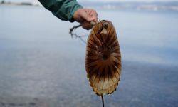 Tehlikeli Denizanası Uyarısı Denizde Görürseniz Yaklaşmayın