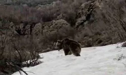 Şemdinli’de Aç Kalan Ayı Köye İndi