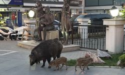 Marmaris’te Yaban Domuzları Şehir Merkezine İndi