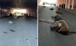 Dörtyol’da Otomobil Koyun Sürüsüne Çarptı