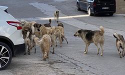 Van’da Köpek Saldırısında 1 Çocuk Hayatını Kaybetti