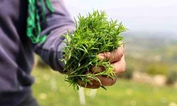 Hatay’da Zahter Hasadı Başladı Kilosu 400 TL’ye Ulaştı