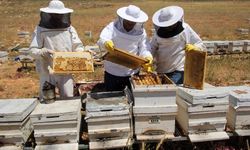 Türk Balı 31 Ülkeye İhraç Edildi Gelir Arttı