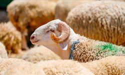 2026 Vekaletle Kurban Bedelleri Açıklandı