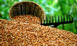 Fındık İhracatı 3 Ayda 658 Milyon Dolar