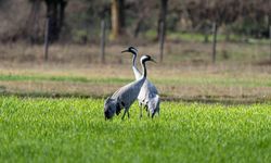 Turna Kuşları İçin İzleme Çalışmaları Sürüyor