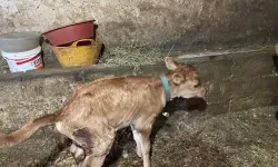 Trabzon’da Jersey Irkıyla Hayvancılıkta Yeni Dönem