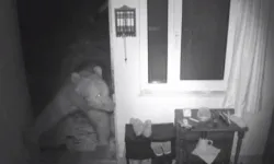 Trabzon’da Ayılar Yayla Evlerine Girdi