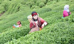 Çay Toplama Ücretlerinde Tavan Fiyat Açıklandı