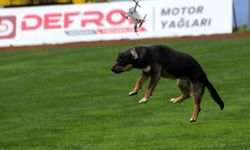 19 Mayıs Kutlamasında Dronu Köpek Düşürdü