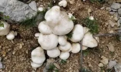Erzincan’da Çaşır Mantarı 2 Bin Liraya Çıktı
