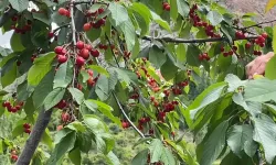 Artvin'de Kiraz Hasadı Bugün Başladı
