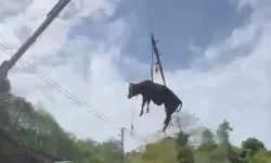 Rize’de Dereye Düşen Kurbanlık İnek Kurtarıldı