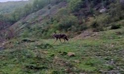 Karabük’te Aç Kalan Çakal Yerleşim Yerine İndi