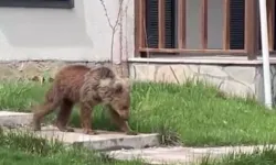 Gümüşhane’de Ayılar Köylere İnmeye Başladı
