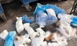 33 Kediyi Öldüren Veteriner Tutuklandı