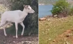 Elazığ’da Beyaz Alageyik Bu Kez Koyunların Arasında Görüldü