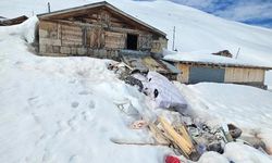 Rize Yaylalarında Ayı Baskını! Evleri Parçaladılar