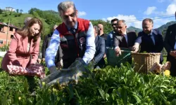 Artvin’de Yaş Çay Hasadı Törenle Başladı