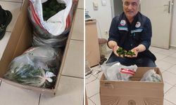 Kapıkule’de 2 Bin Canlı Yeşil Alg Ele Geçirildi