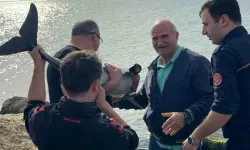 Bafra’da Kayalıklara Sıkışan Yunus Kurtarıldı