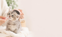Yavru Kedi Bakımı ve Satılık İlanlar