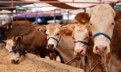 Trabzon’da Kurbanlık Fiyatları Belli Oldu