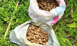 Kocaeli’de 40 Kilo Salep Orkidesi Ele Geçirildi