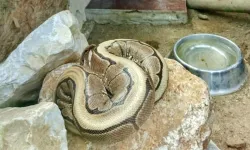 Ordu’da Yasa Dışı Piton Ele Geçirildi