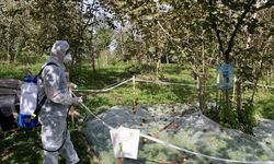 Ordu’da Kahverengi Kokarcaya Karşı Büyük Mücadele