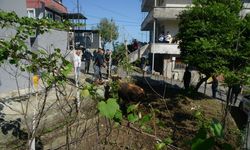 Rize’de Kaçan Boğa Güçlükle Yakalandı
