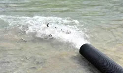 Karadeniz’e 2 Bin Mersin Balığı Bırakıldı