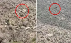 Şırnakta Kartalın Domuz Avı Kameraya Yansıdı