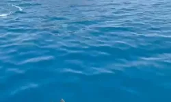 Alanya Açıklarında Yunus Sürprizi Kamerada