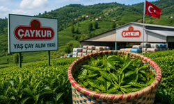 ÇAYKUR Yaş Çay Alımına 1 Gün Ara Verecek