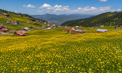 Kadıralak Yaylası Sarı Çiçeklerle Renk Cümbüşüne Büründü