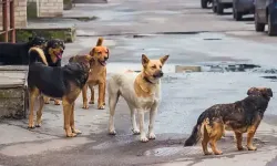 Trabzon'daki Bakımevi 429 Köpeğe Ev Sahipliği Yapıyor