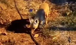 Aç Kalan Tilki Şehir Merkezine İndi